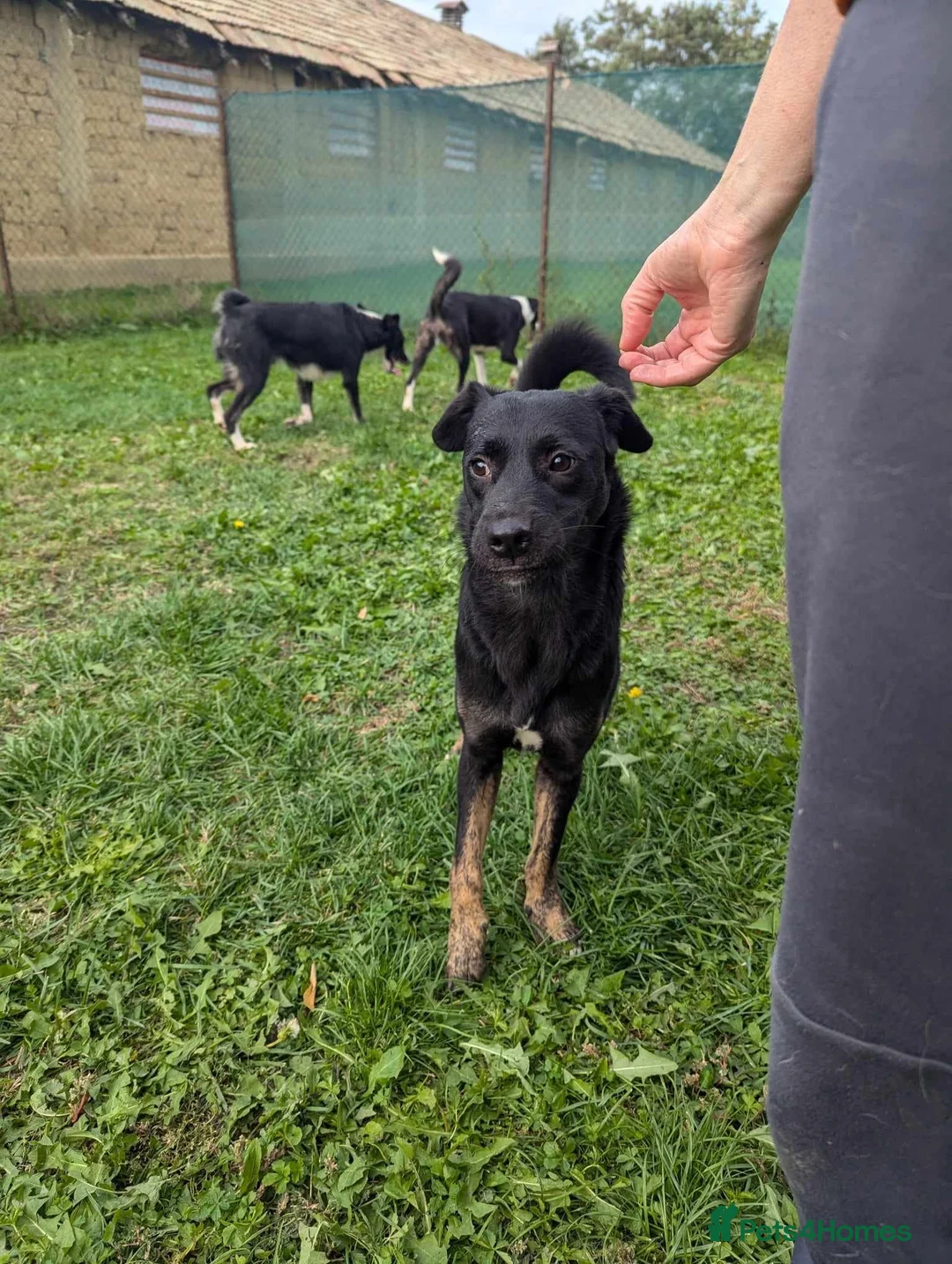 Mixed Breed dogs for adoption: Midnight for adoption - Advert 10