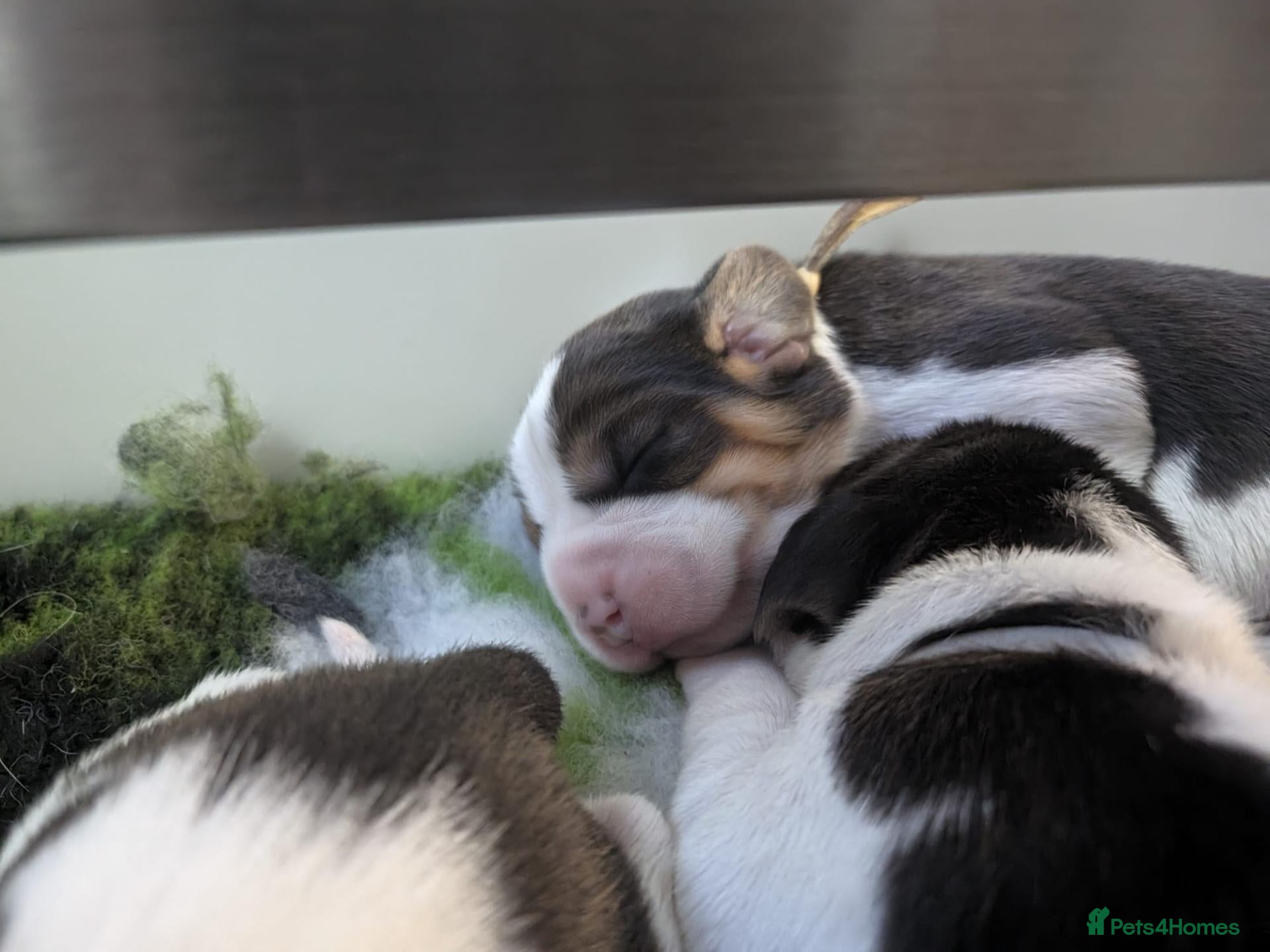 Beagle dogs Kc registered champion show line beagle puppies  - Advert 2