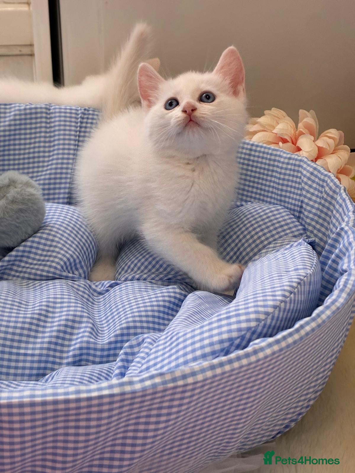 Munchkin cats Turkish Angora x Munchkin female, male & mum - Advert 15