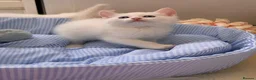 Munchkin cats for sale: Turkish Angora x Munchkin male and female  - Advert 4