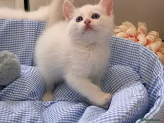 Munchkin cats Turkish Angora x Munchkin female, male & mum - Advert 15