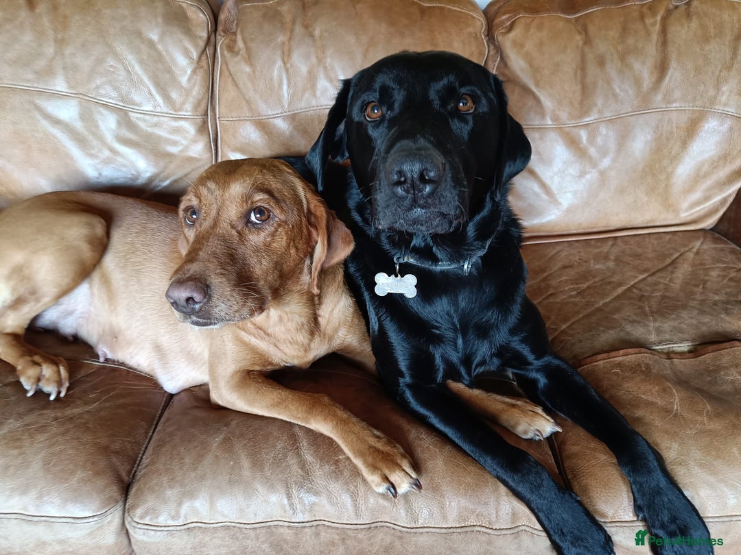 Labrador Retriever dogs for sale: Labrador Puppies  - Advert 3