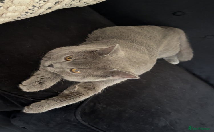 British Shorthair cats - Advert 6