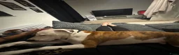 Mixed Breed dogs for sale: Staffie x Boxer - Advert 17