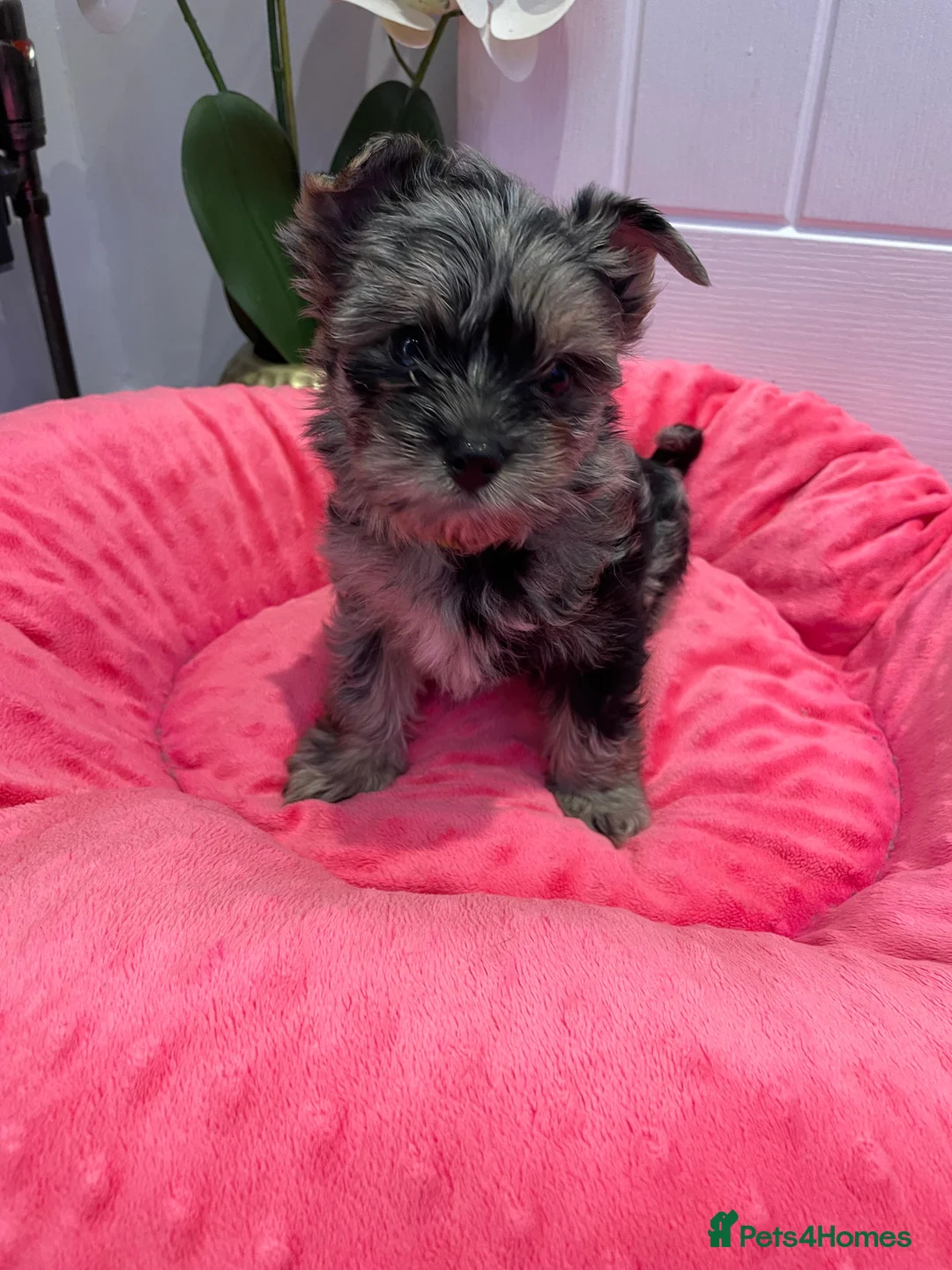 Yorkshire Terrier dogs for sale: pedigree yorkshire terrier ‼️‼️ - Advert 14