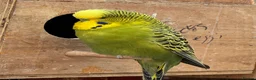 Budgerigars birds for sale: Adult budgies for sale , ready now  - Advert 11