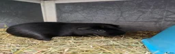 Guinea Pig rodents for sale: Two beautiful male guinea pigs and hutch - Advert 5