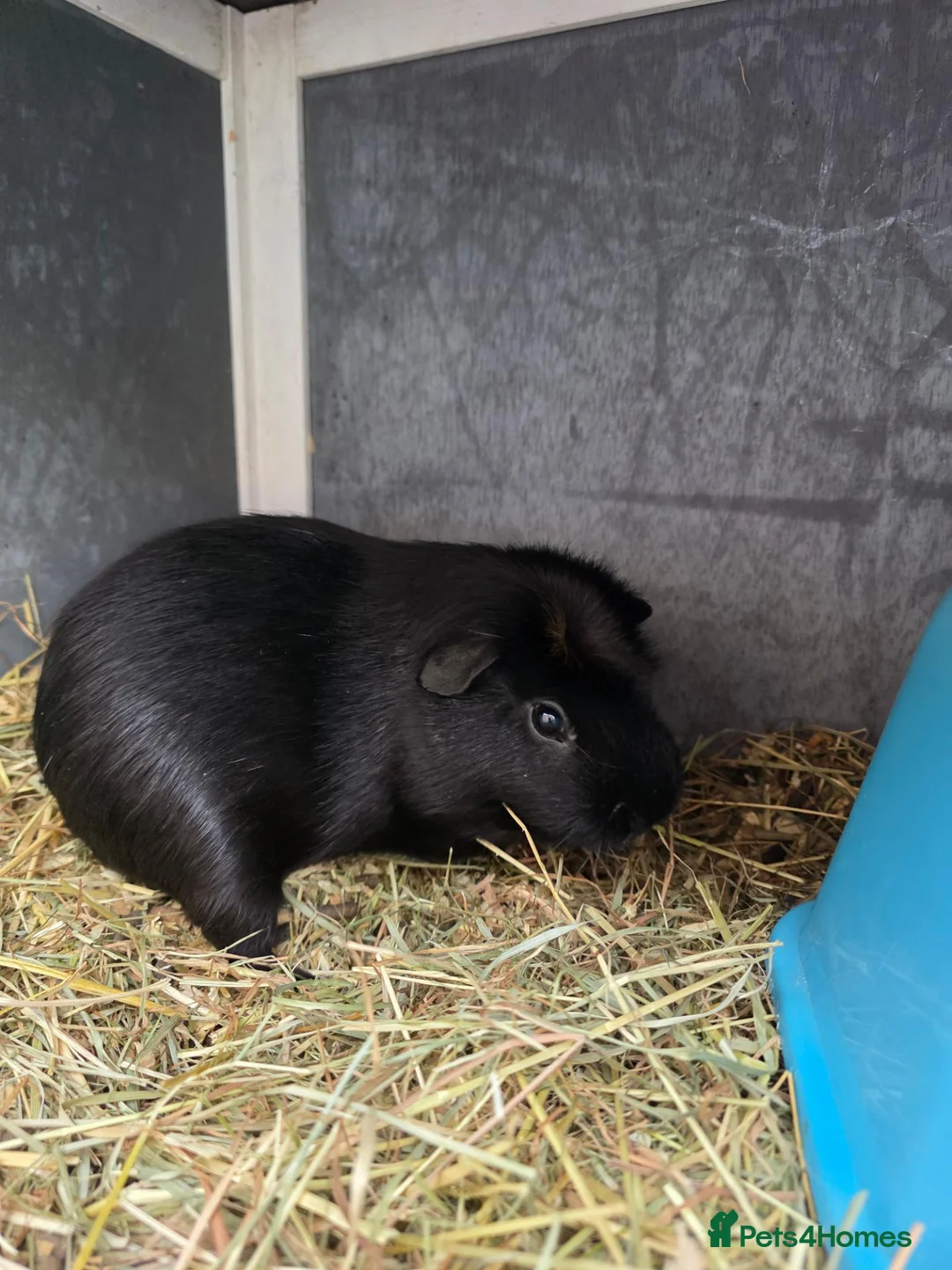Guinea Pig rodents for sale: Two beautiful male guinea pigs and hutch - Advert 5