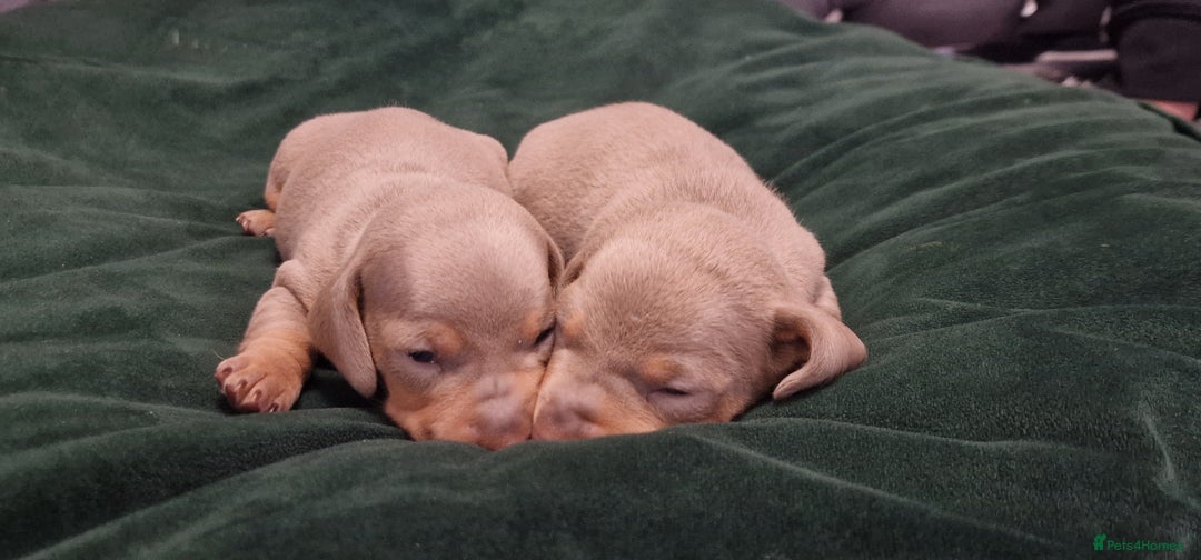 Dachshund dogs for sale: Miniature dachshund puppies  - Advert 9