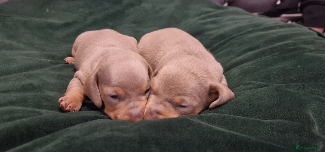 Dachshund dogs for sale: Miniature dachshund puppies ONLY 1 LEFT. - Advert 13