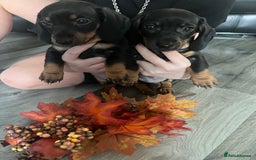 Dachshund dogs for sale: Dachshund pups - Image 7