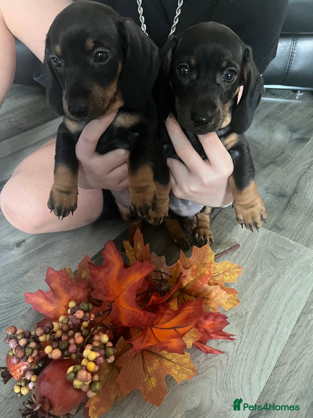Dachshund dogs for sale: Dachshund pups - Image 7