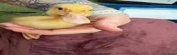 Ducks poultry for sale: 🦆🦆Ducklings for sale 🦆🦆 in Wigston - Advert 16