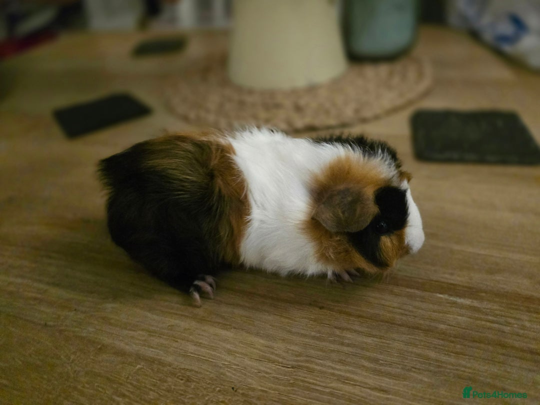 Guinea Pig rodents for sale: Tri colour Male guineapig - Image 3