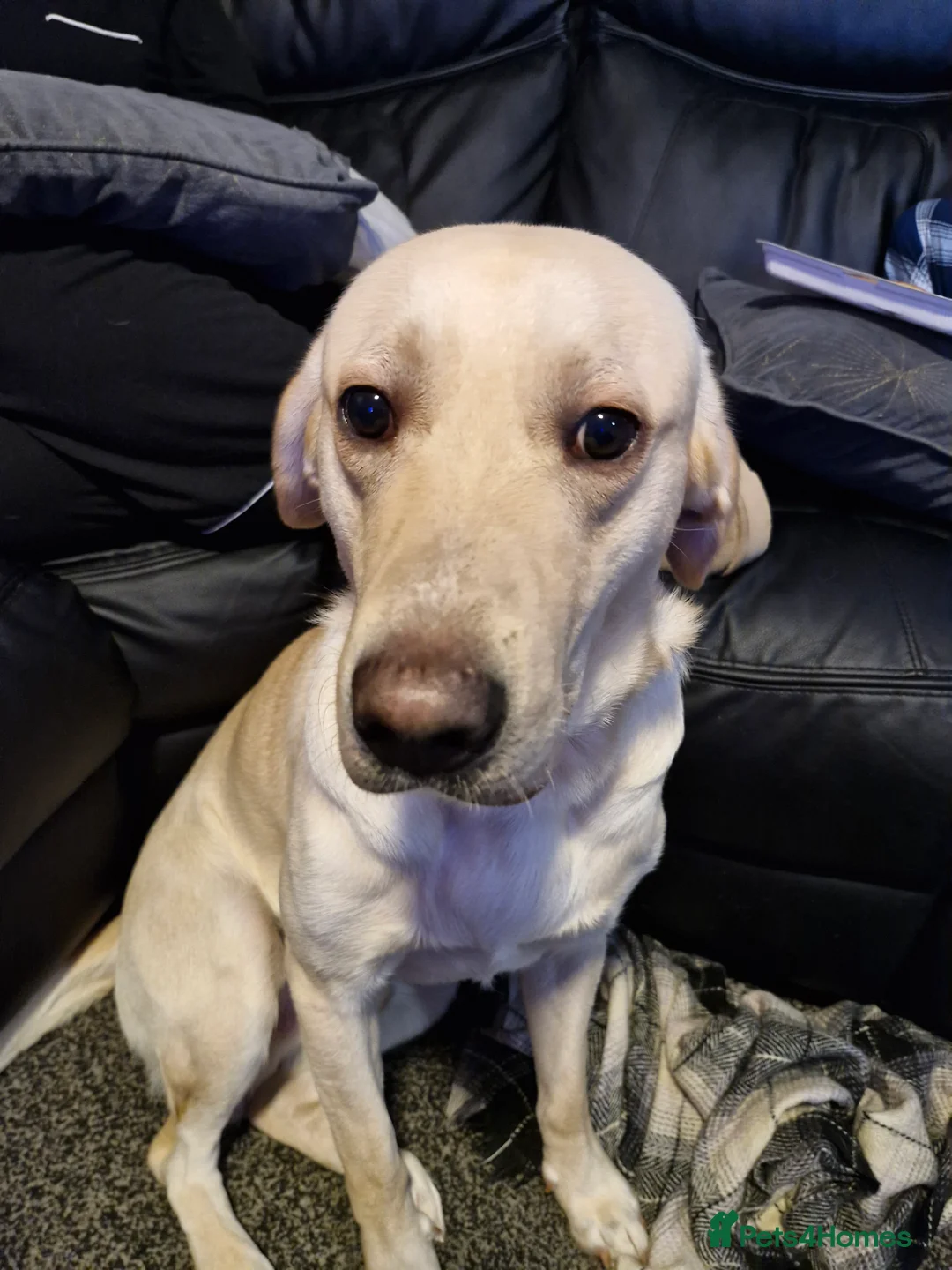 Labrador Retriever dogs for stud: Billy  PROVEN STUD in Coventry - Advert 4