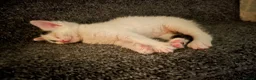 Domestic Shorthair cats for sale: 2x kittens - Advert 2