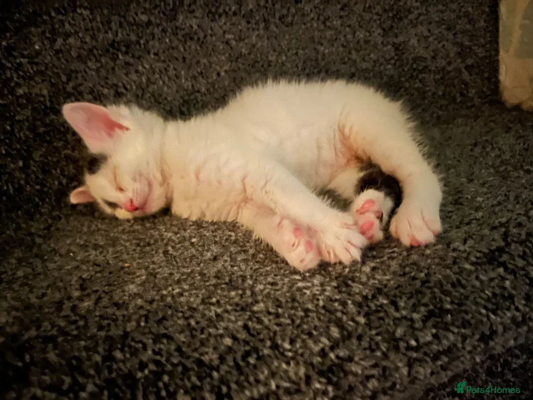 Domestic Shorthair cats for sale: 2x kittens - Advert 2