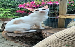 Mixed Breed cats for adoption: Sweet cuddly Carrot is a perfect family cat  - Image 1