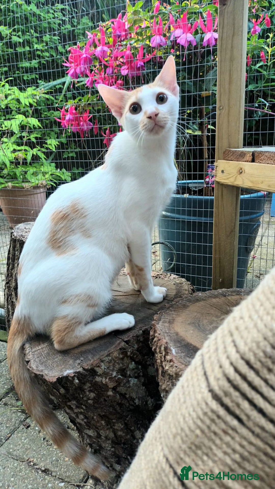 Mixed Breed cats for adoption: Sweet cuddly Carrot is a perfect family cat  - Image 1
