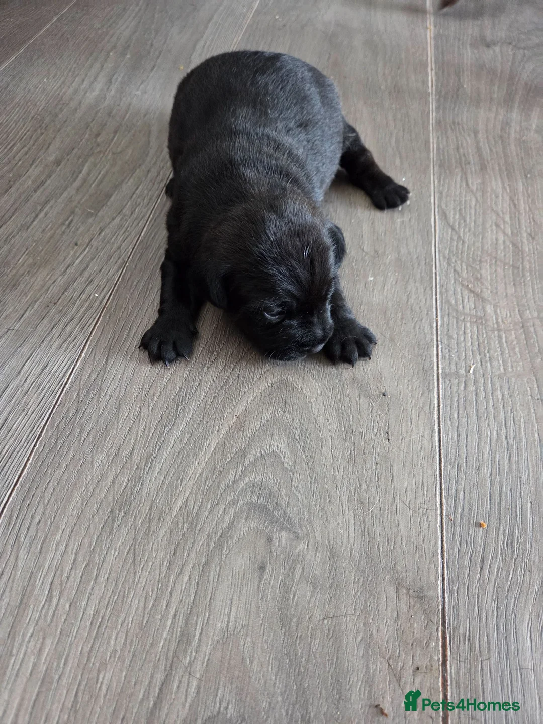 Patterdale Terrier dogs for sale: Lovely black patterdale bitch in Worcester - Advert 4