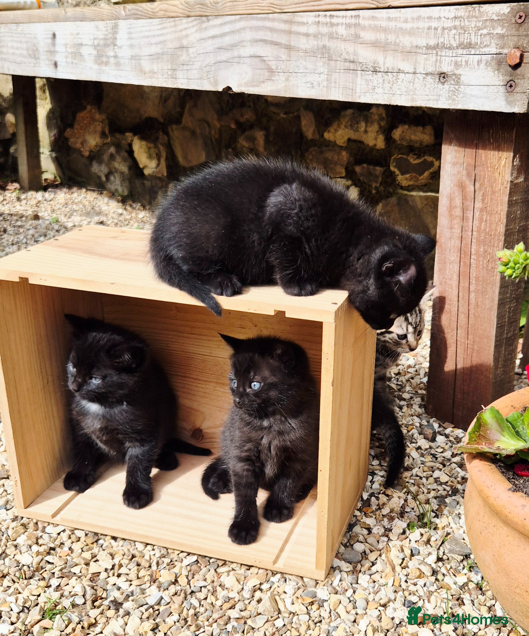 Mixed Breed cats for sale: Gorgeous Kittens for sale - Advert 7