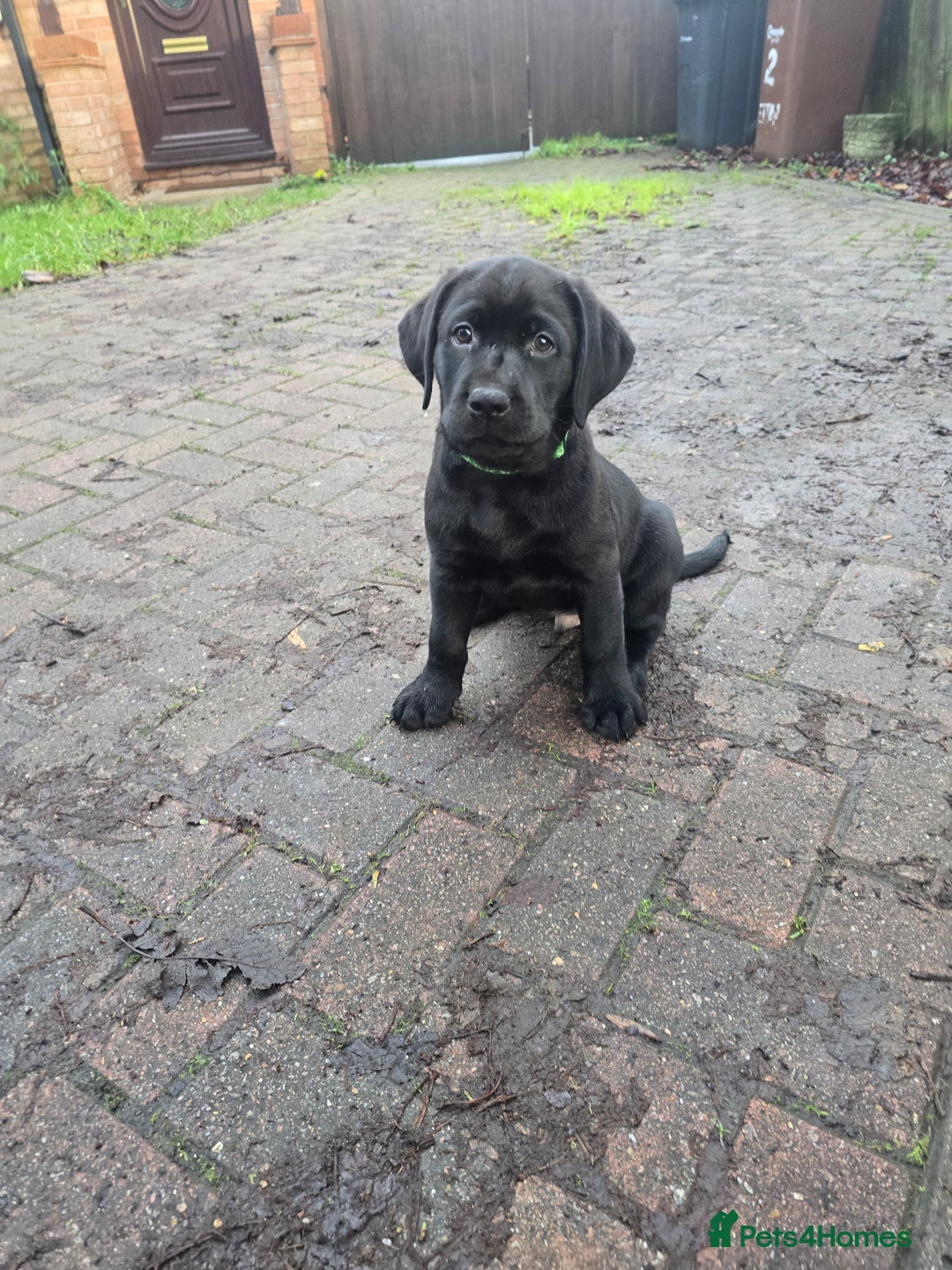 Labrador Retriever dogs for sale: Ready for home 🥰left last boy! - Advert 7