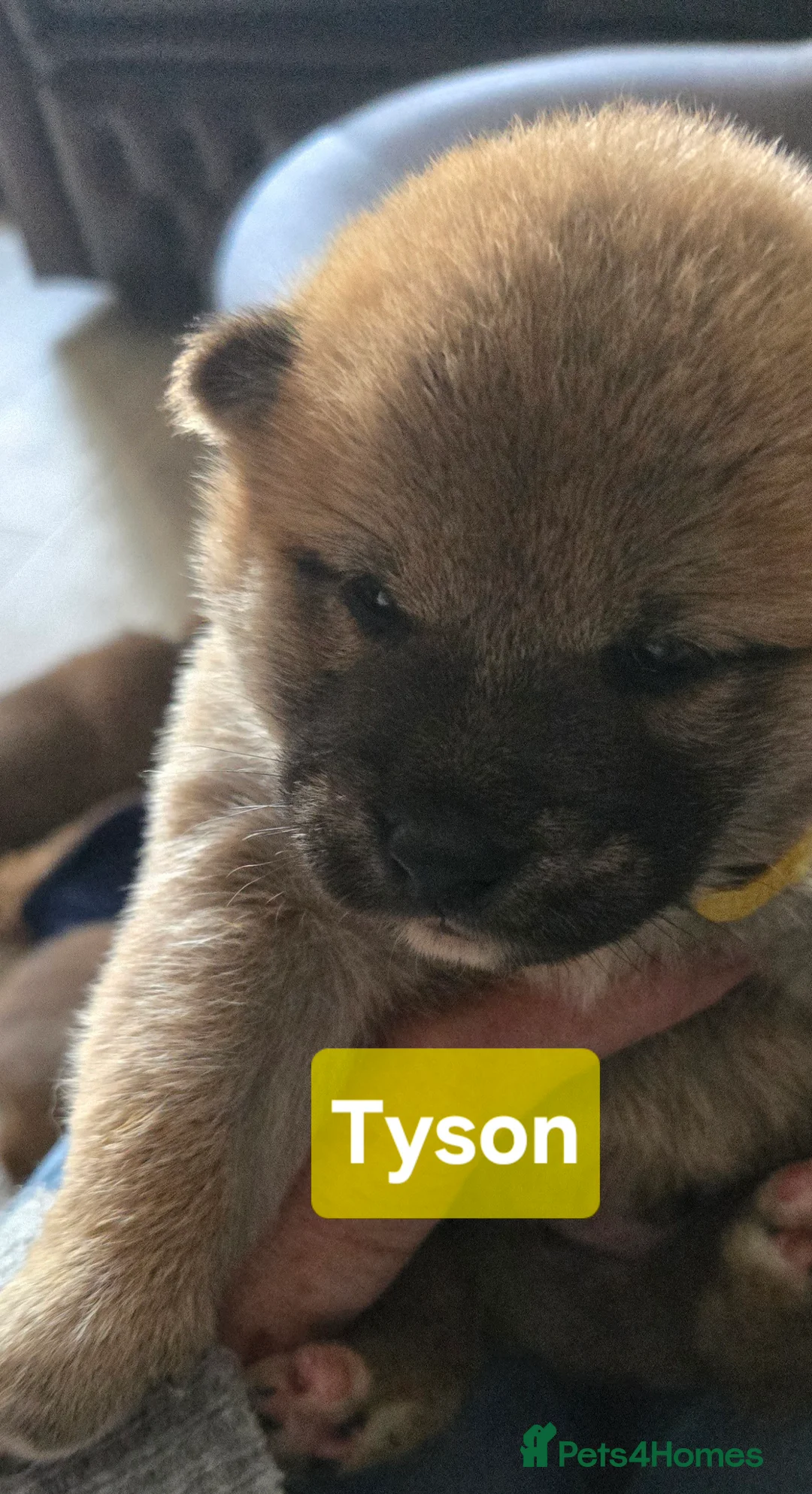 Japanese Shiba Inu dogs for sale: Foxy little shibas - Advert 1