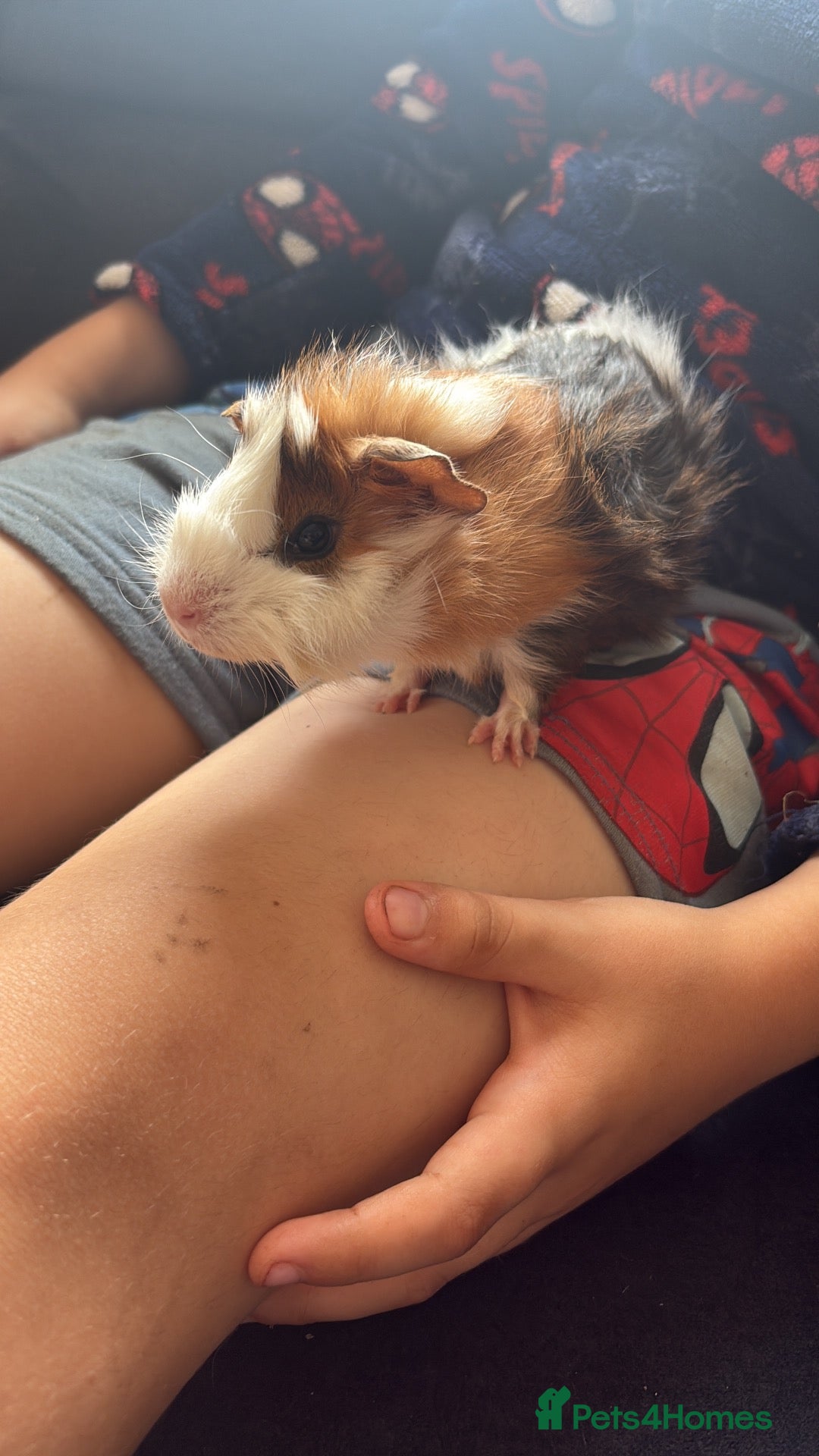 Guinea Pig rodents Guinea pigs free to a loving home.  - Advert 1