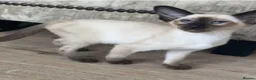 Siamese cats for sale: Chocolate point oriental  - Advert 4