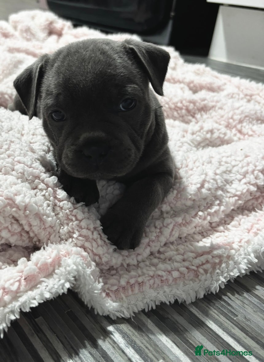 Staffordshire Bull Terrier dogs BLUE STAFFORDSHIRE BULL TERRIER PUPS - Advert 1