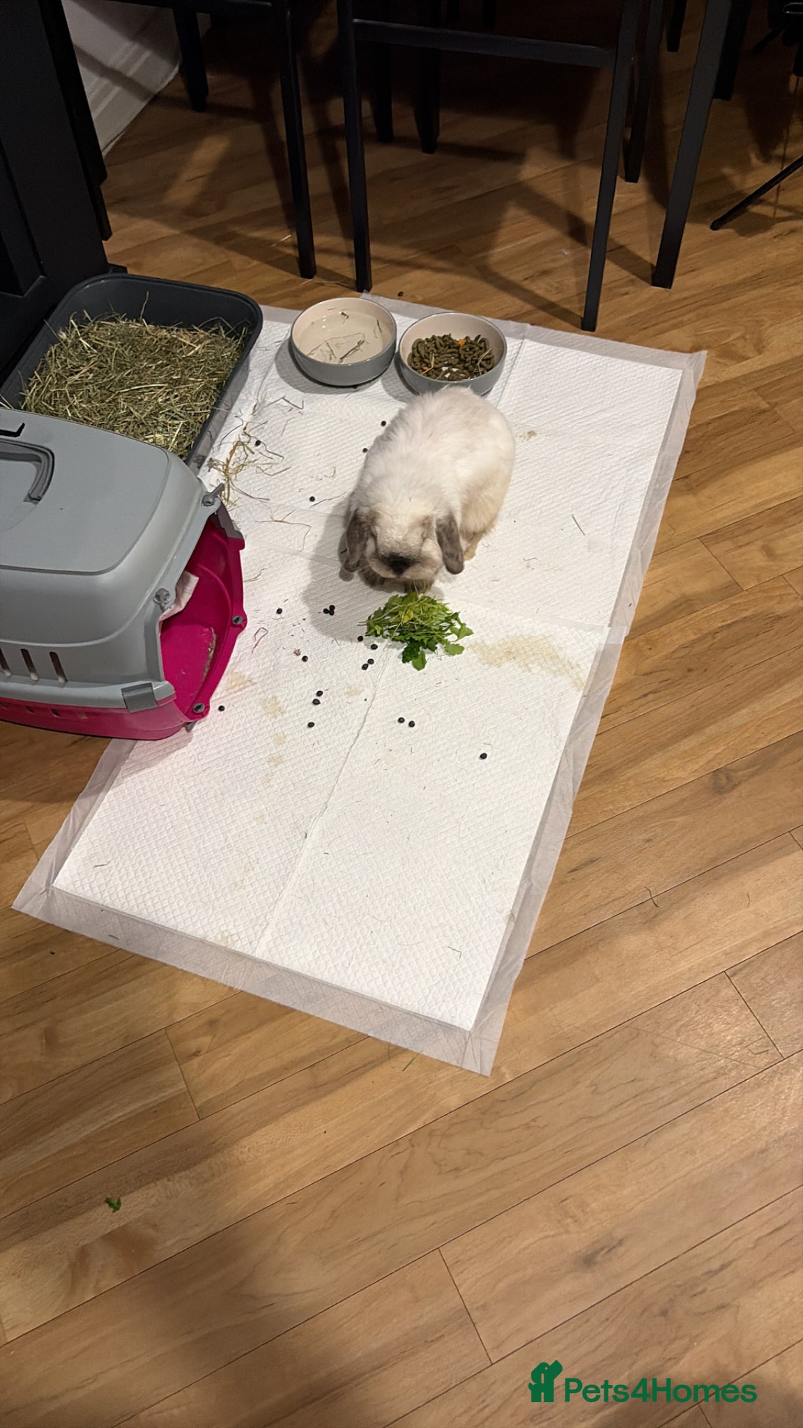 Mini Lop rabbits 🐰 Blue Doe - show Quality 🐰  - Advert 10