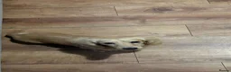 Miniature Dachshund dogs for sale: KC Miniature Dachshund - Advert 3