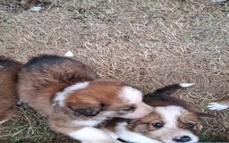 Border Collie dogs for sale: 7 border collie pups 🌟  - Image 5