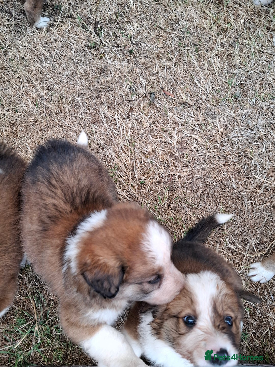Border Collie dogs for sale: 7 border collie pups 🌟  - Image 5