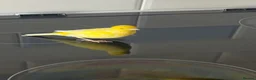 Canaries birds for sale: Five month old male canary in Woodbridge - Advert 8