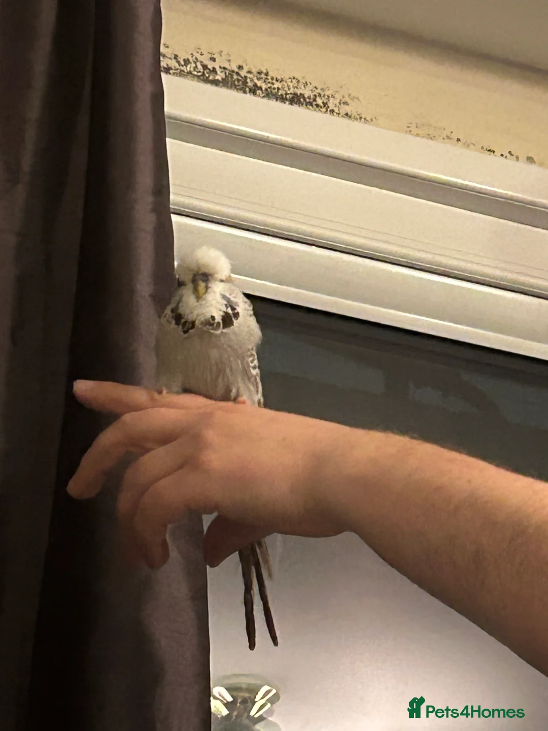 Budgerigars birds for sale: Exhibition BUDGIES - BEAUTIFUL!   - Advert 3