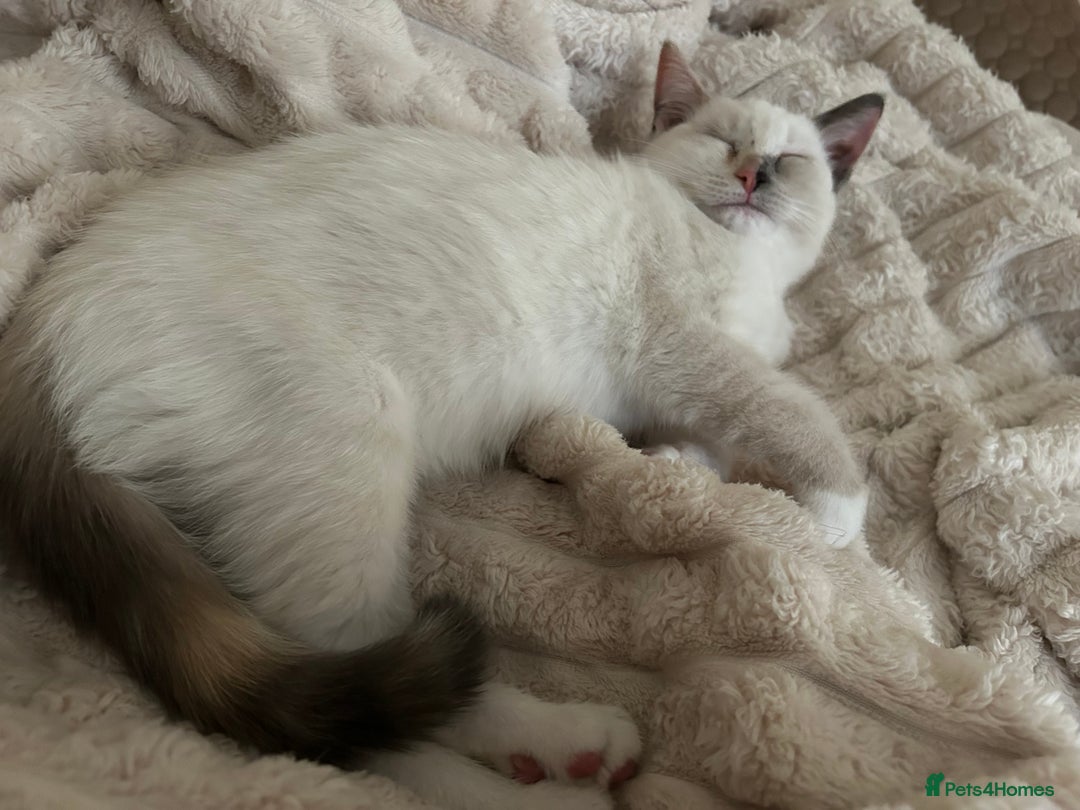 Ragdoll cats for sale: Beautiful, loving and playful girl kitten - Advert 6