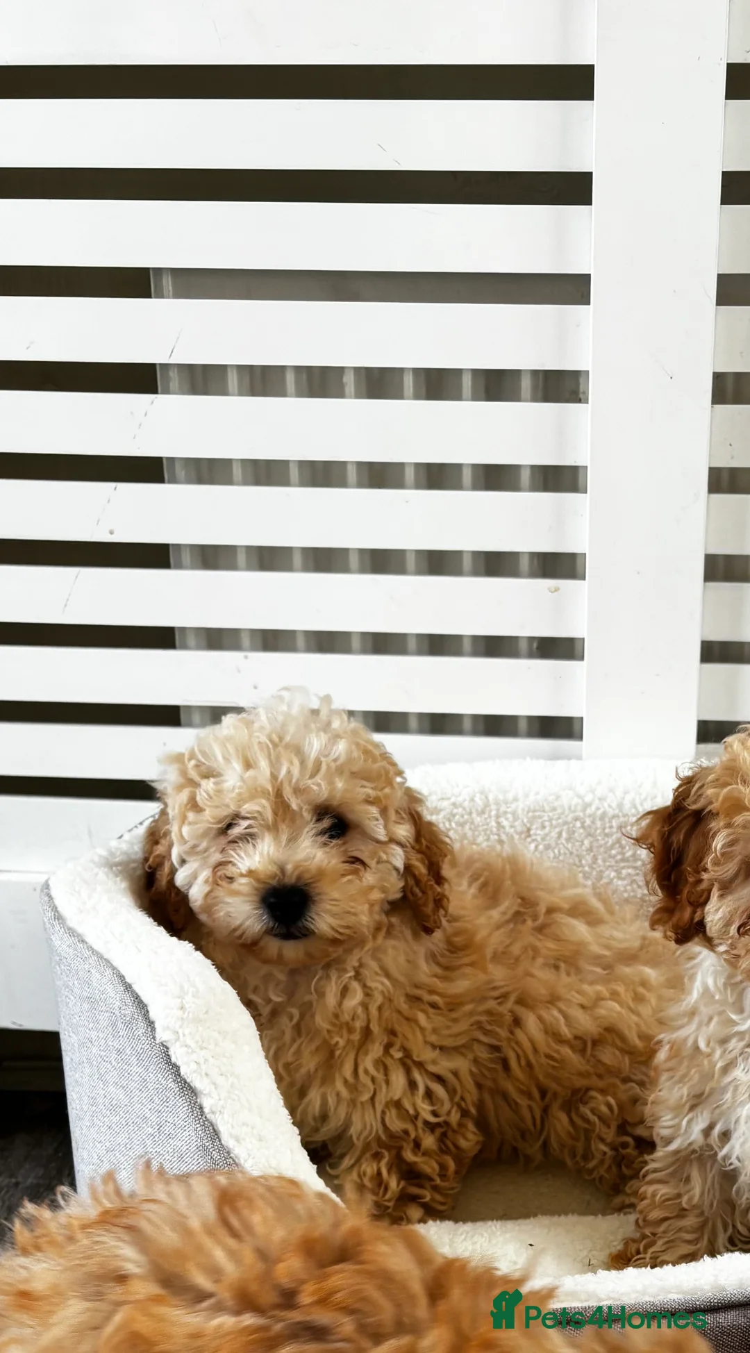 Cavapoo dogs for sale: Adorable Cavapoo puppies  in Stoke-on-Trent - Advert 18
