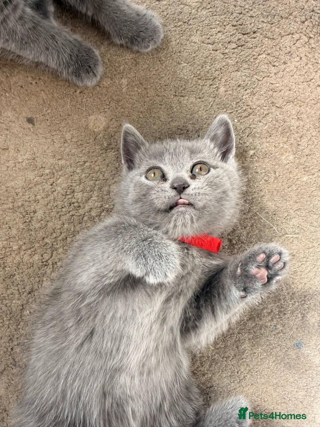 British Shorthair cats for sale: British short hair fluffy kittens,London based - Advert 2