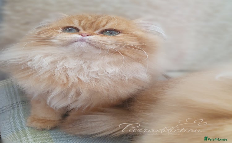 British Longhair cats - Advert 8