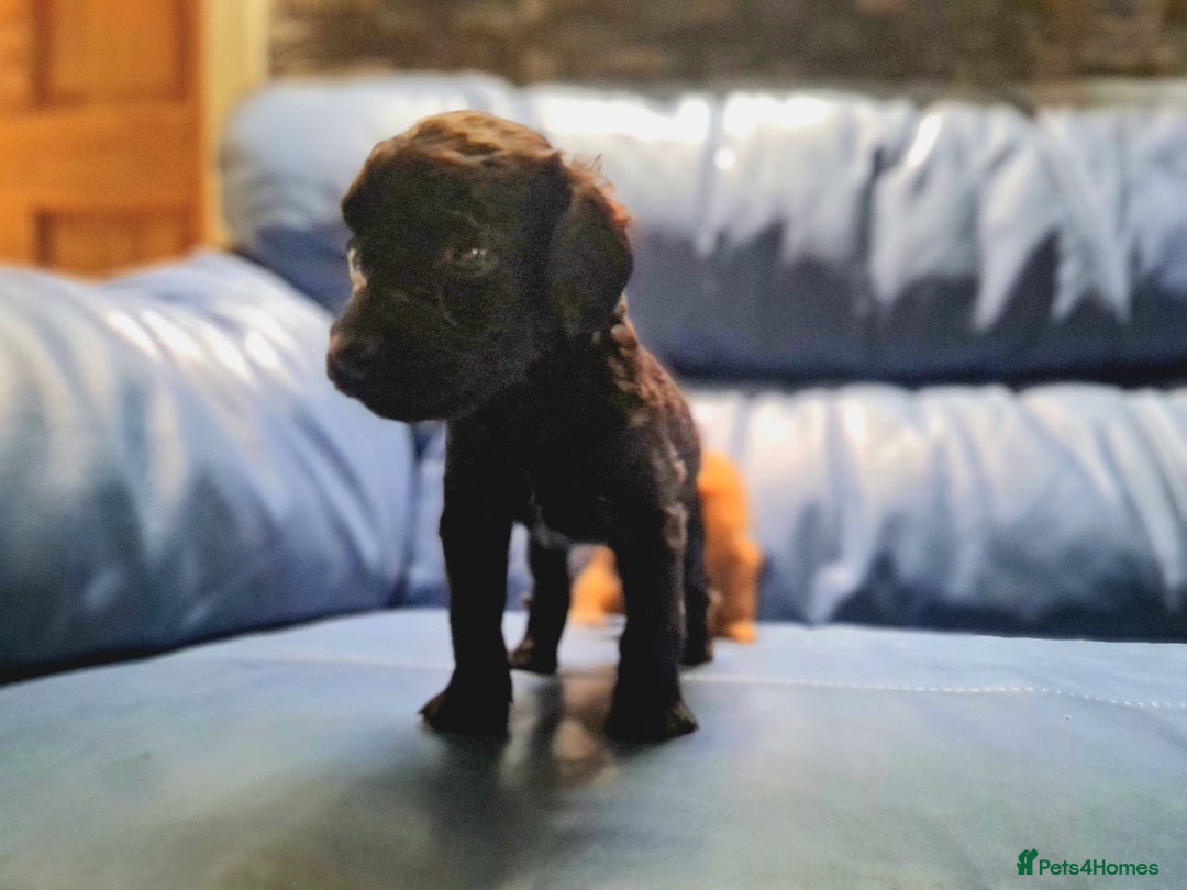 Cockapoo dogs for sale: 🐶🐾PLEASE READ THE FULL ADVERT🐾🐶 - Image 21