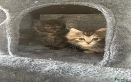 Ragcoon cats for sale: Ragcoon kittens  - Image 2
