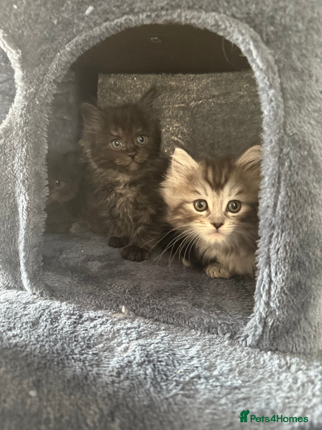 Ragcoon cats for sale: Ragcoon kittens  - Image 2