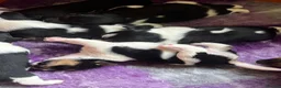 Jack Russell dogs for sale: Beautiful litter of Jack Russel puppies  in Milnthorpe - Advert 15