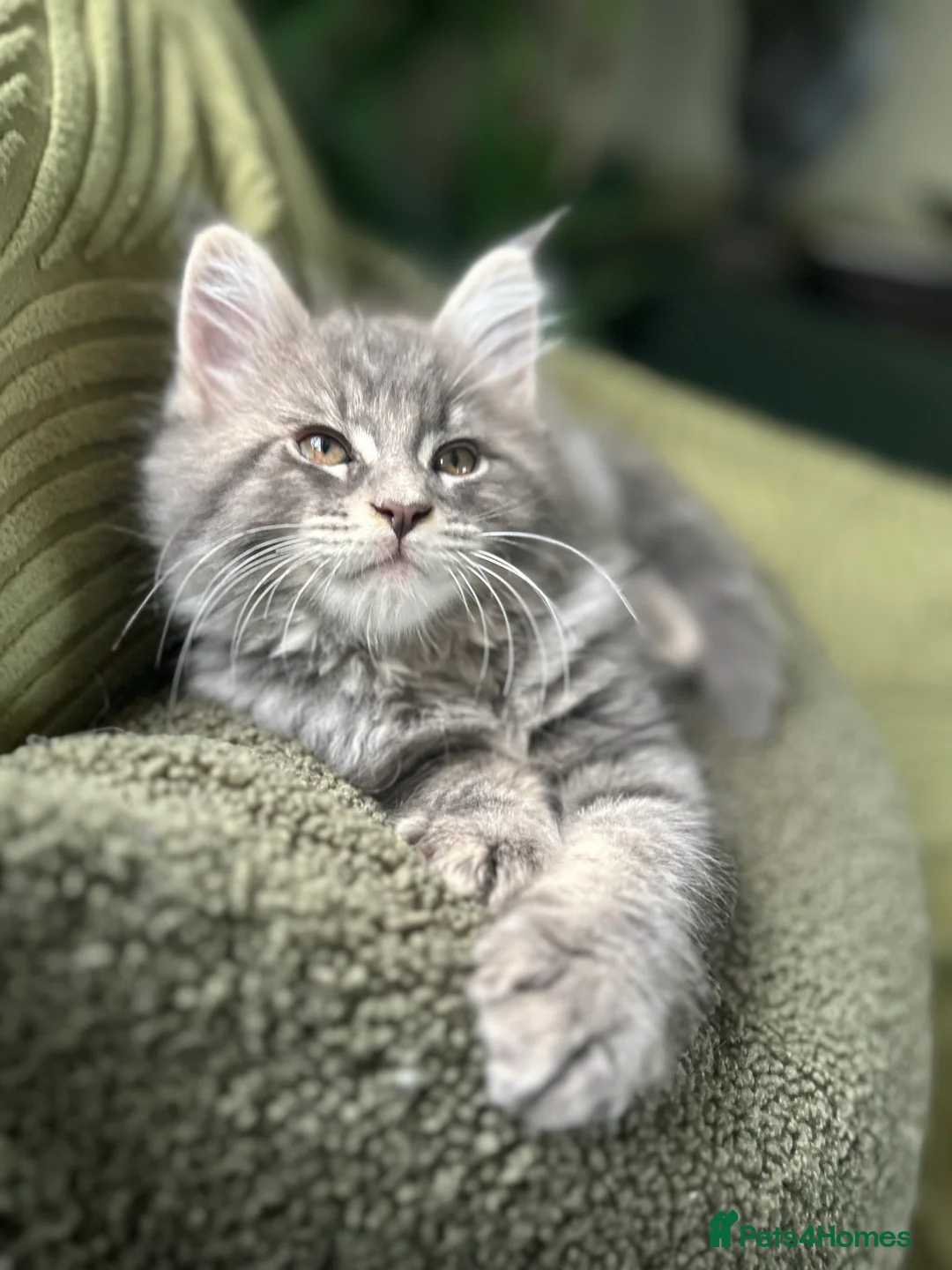 Maine Coon cats for sale: Beautiful Mainecoon kittens  - Advert 2
