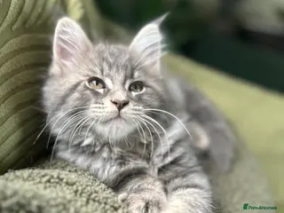 Maine Coon cats Beautiful Mainecoon kittens - Advert 13