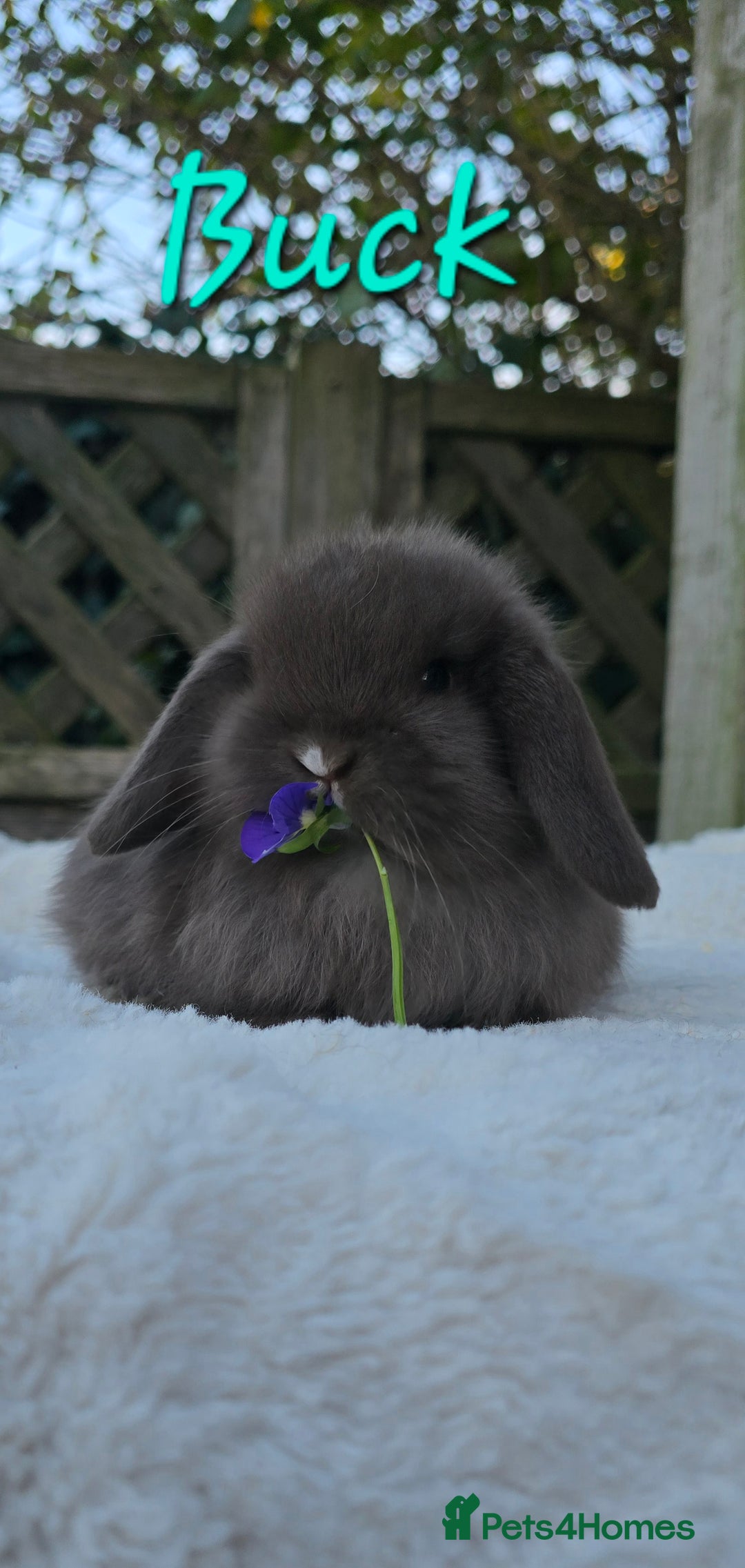 Mini Lop rabbits for sale: Beautiful mini lops girls and boys - Advert 6