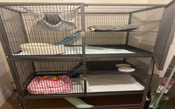 Ferret rodents for sale: Two female ferrets and cage + accessories - Image 9