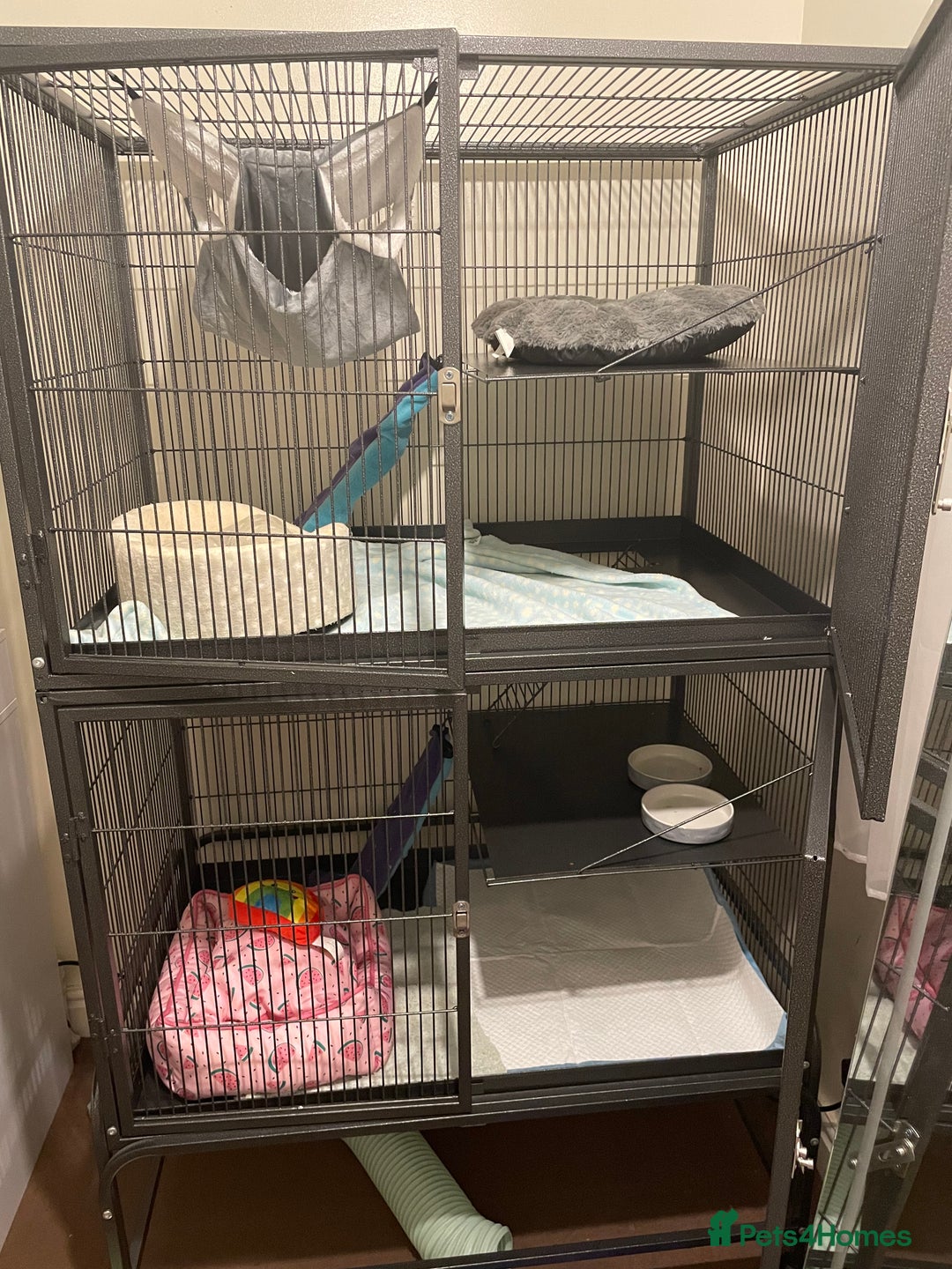 Ferret rodents for sale: Two female ferrets and cage + accessories - Image 9