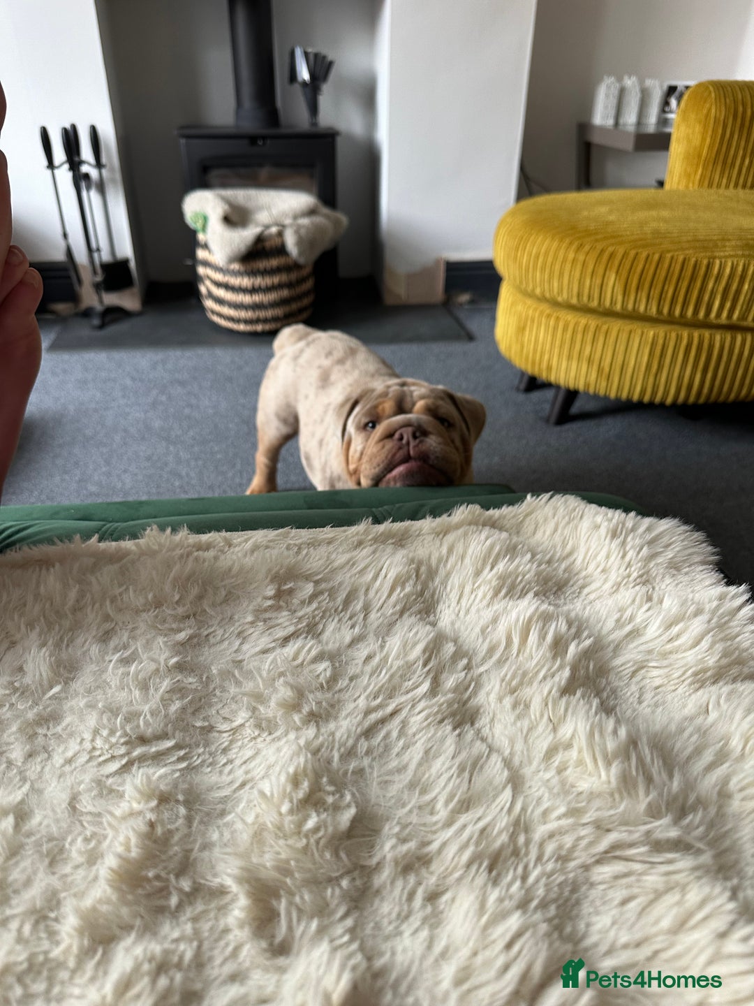 English Bulldog dogs for sale: Stunning Male English Bulldog with Piercing Eyes - Image 9